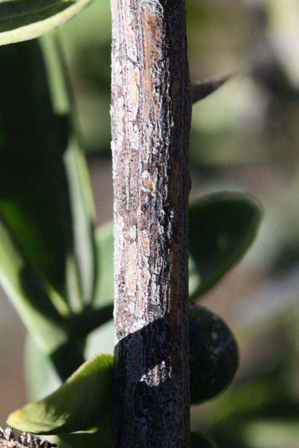            Second - third year twig (Riverside, CA)   